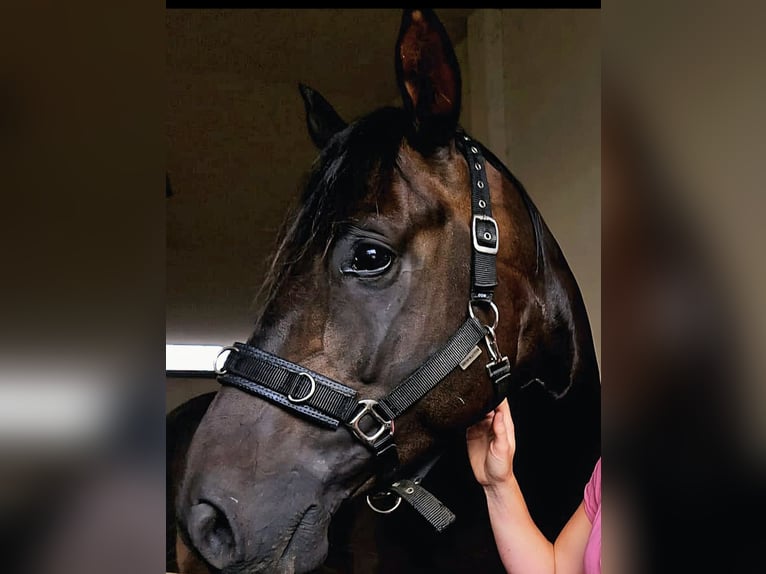 Hannover Castrone 5 Anni 168 cm Baio nero in Raben Steinfeld