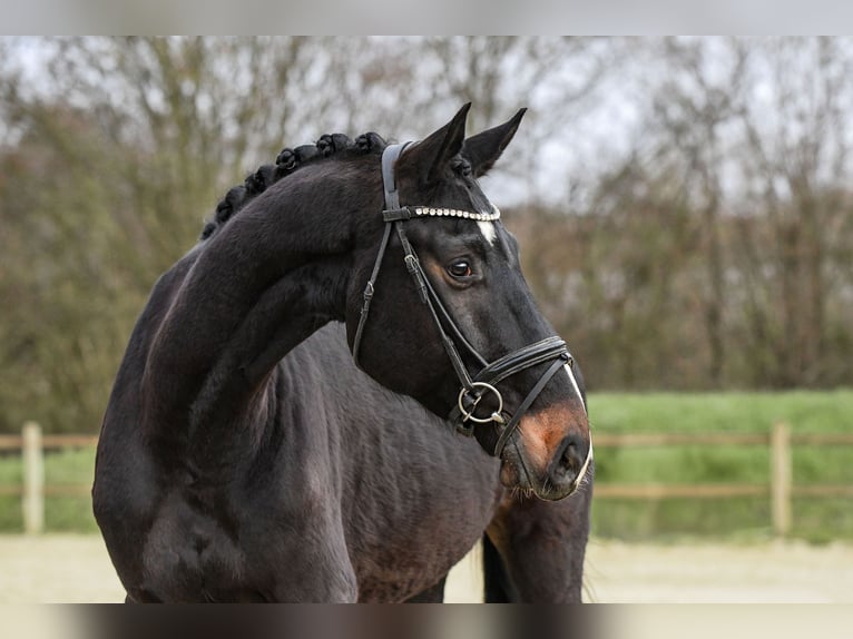 Hannover Castrone 5 Anni 168 cm Baio nero in Riedstadt