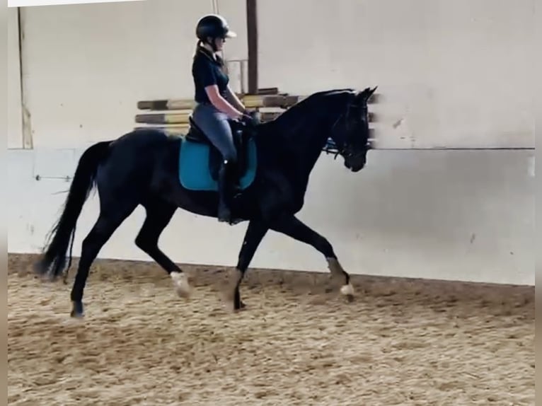 Hannover Castrone 5 Anni 168 cm Baio scuro in Sottrum