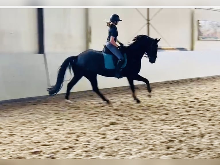 Hannover Castrone 5 Anni 168 cm Baio scuro in Sottrum