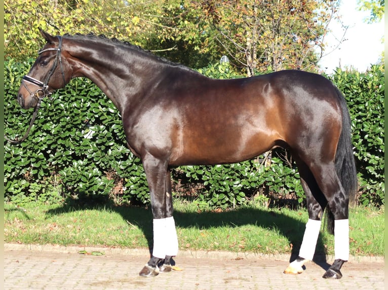Hannover Castrone 5 Anni 168 cm Baio scuro in Selsingen
