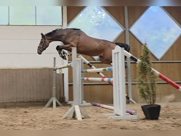 Hannover Castrone 5 Anni 168 cm Baio scuro in Braunschweig