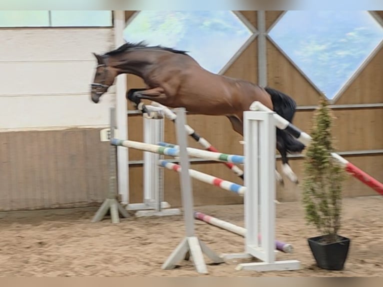 Hannover Castrone 5 Anni 168 cm Baio scuro in Braunschweig