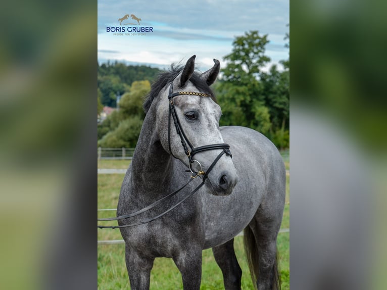 Hannover Castrone 5 Anni 168 cm Grigio in Rot an der Rot