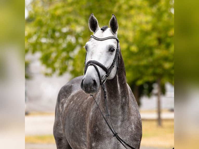 Hannover Castrone 5 Anni 168 cm Grigio in Verden