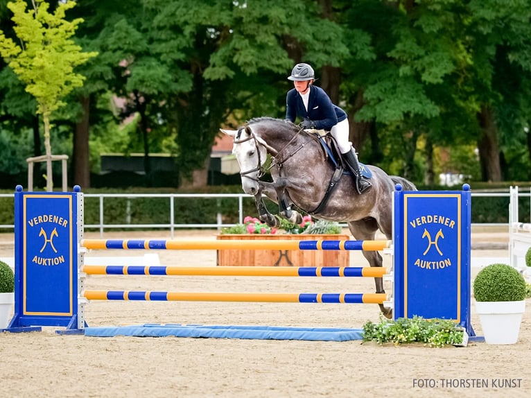 Hannover Castrone 5 Anni 168 cm Grigio in Verden