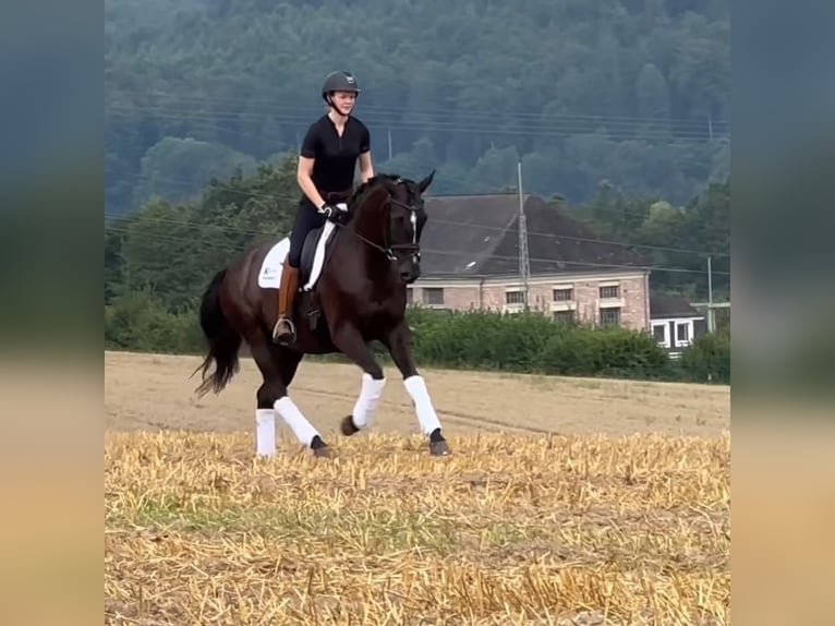 Hannover Castrone 5 Anni 168 cm Morello in Bad Orb