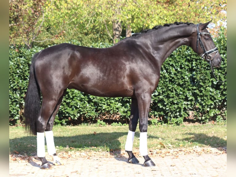 Hannover Castrone 5 Anni 168 cm Morello in Selsingen