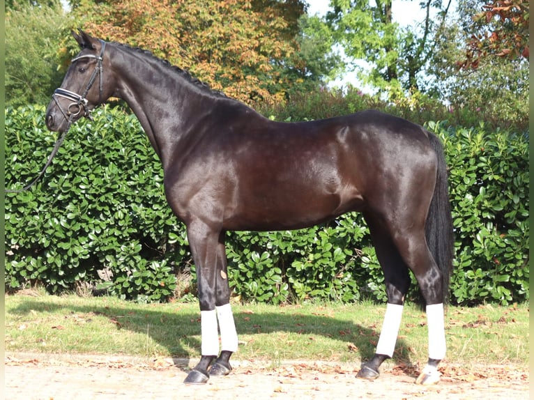Hannover Castrone 5 Anni 168 cm Morello in Selsingen