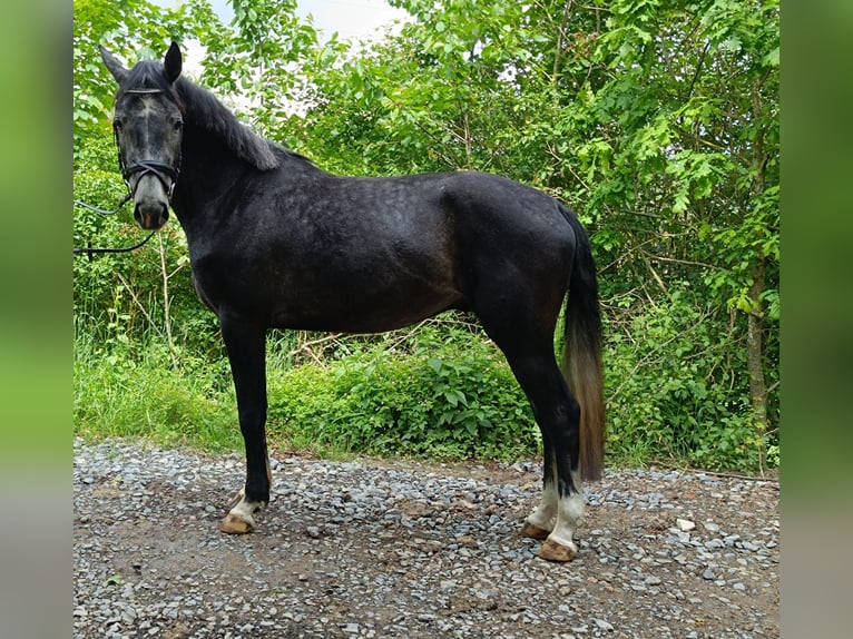 Hannover Castrone 5 Anni 168 cm Può diventare grigio in Königheim