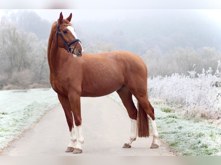 Hannover Castrone 5 Anni 168 cm Sauro in Marburg