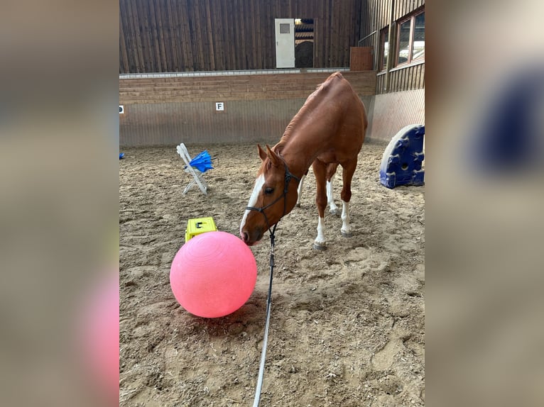 Hannover Castrone 5 Anni 168 cm Sauro in Marburg