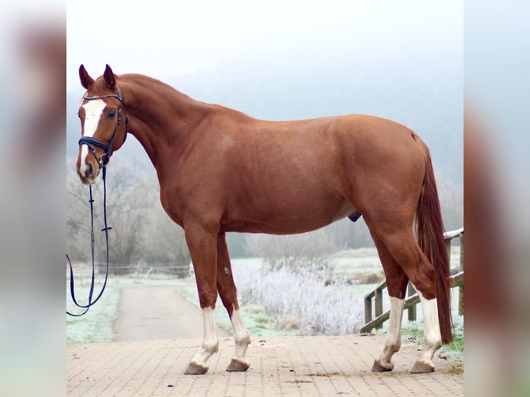 Hannover Castrone 5 Anni 168 cm Sauro in Marburg