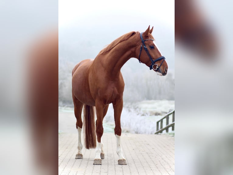 Hannover Castrone 5 Anni 168 cm Sauro in Marburg