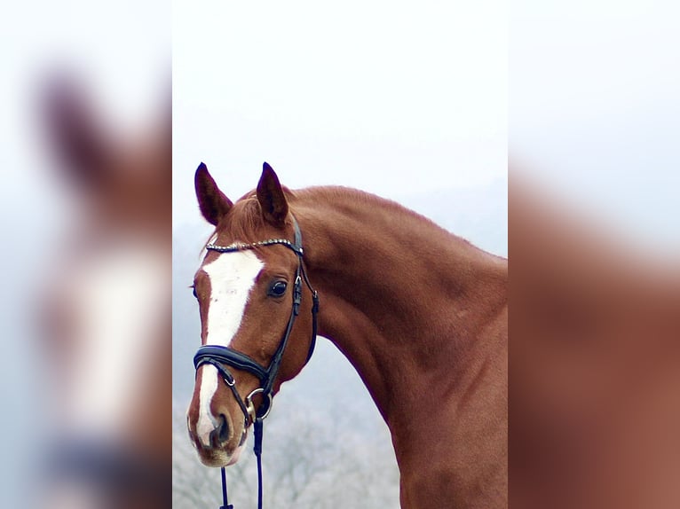 Hannover Castrone 5 Anni 168 cm Sauro in Marburg