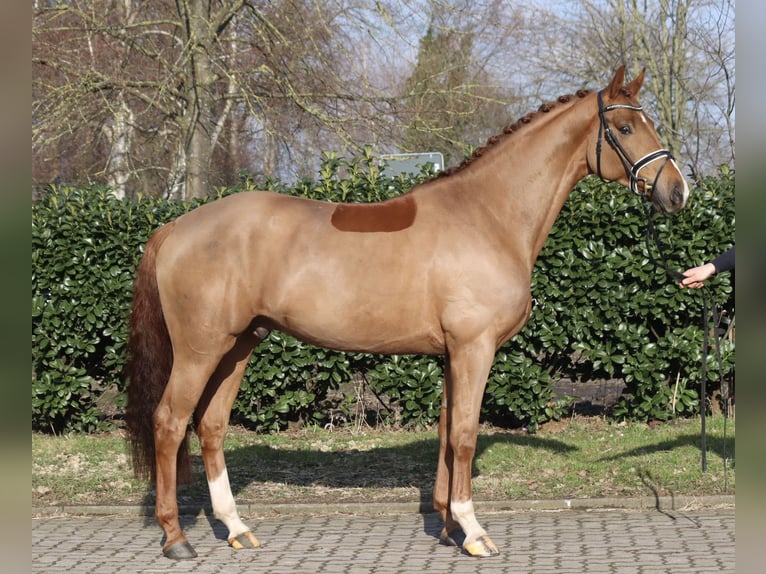 Hannover Castrone 5 Anni 168 cm Sauro in Regesbostel