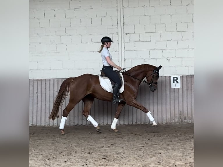 Hannover Castrone 5 Anni 168 cm Sauro in Schenklengsfeld