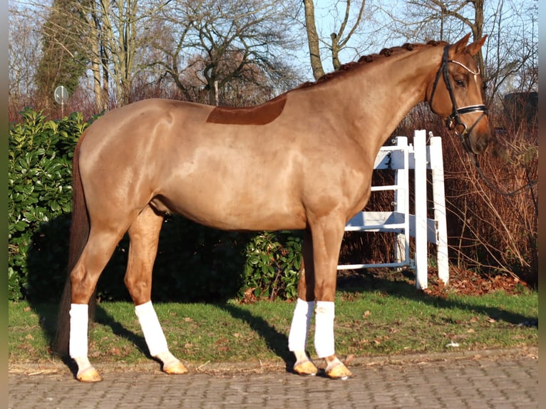 Hannover Castrone 5 Anni 168 cm Sauro in Selsingen