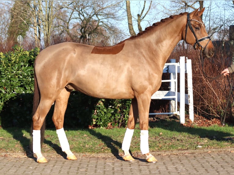 Hannover Castrone 5 Anni 168 cm Sauro in Selsingen