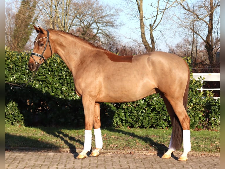Hannover Castrone 5 Anni 168 cm Sauro in Selsingen