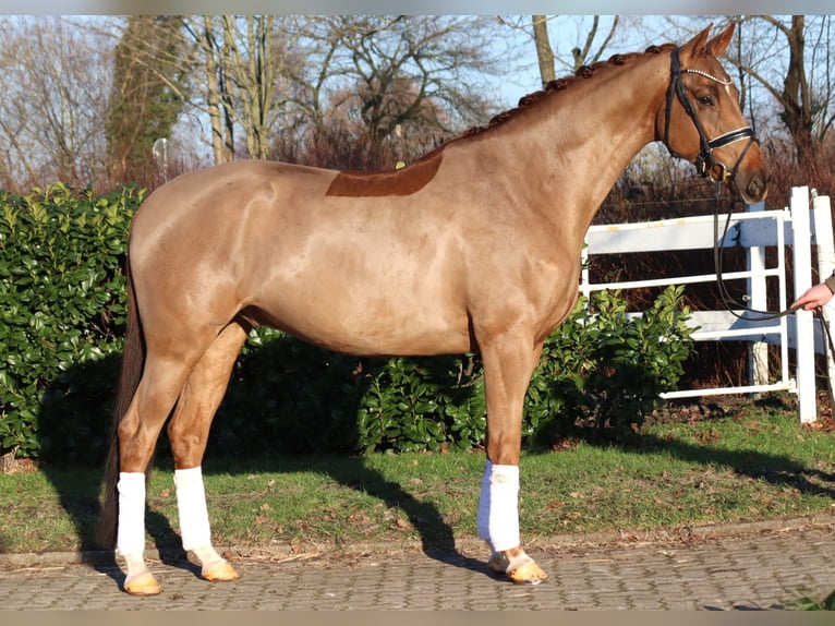 Hannover Castrone 5 Anni 168 cm Sauro in Selsingen
