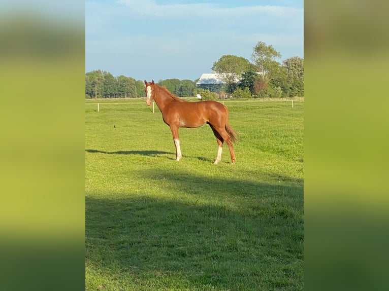 Hannover Castrone 5 Anni 168 cm Sauro in Gütersloh