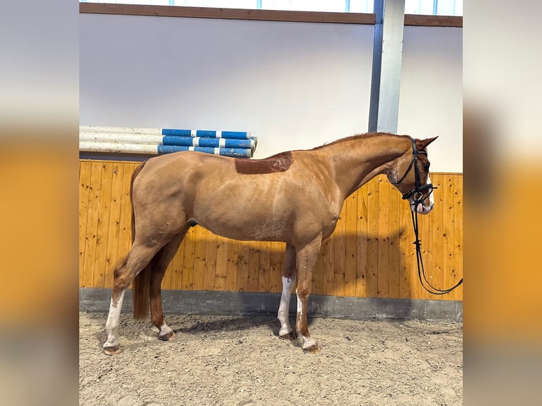 Hannover Castrone 5 Anni 168 cm Sauro in Gütersloh