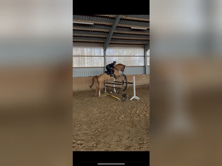 Hannover Castrone 5 Anni 168 cm Sauro in Cuxhaven