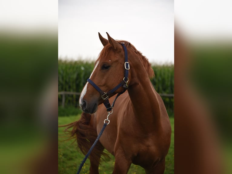 Hannover Castrone 5 Anni 168 cm Sauro in Kolbermoor