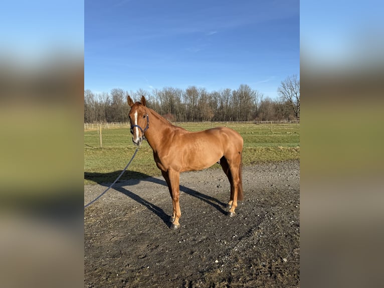 Hannover Castrone 5 Anni 168 cm Sauro in Kolbermoor