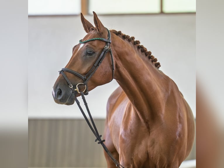 Hannover Castrone 5 Anni 168 cm Sauro in Mnster-Handorf