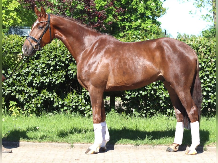 Hannover Castrone 5 Anni 168 cm Sauro scuro in Selsingen