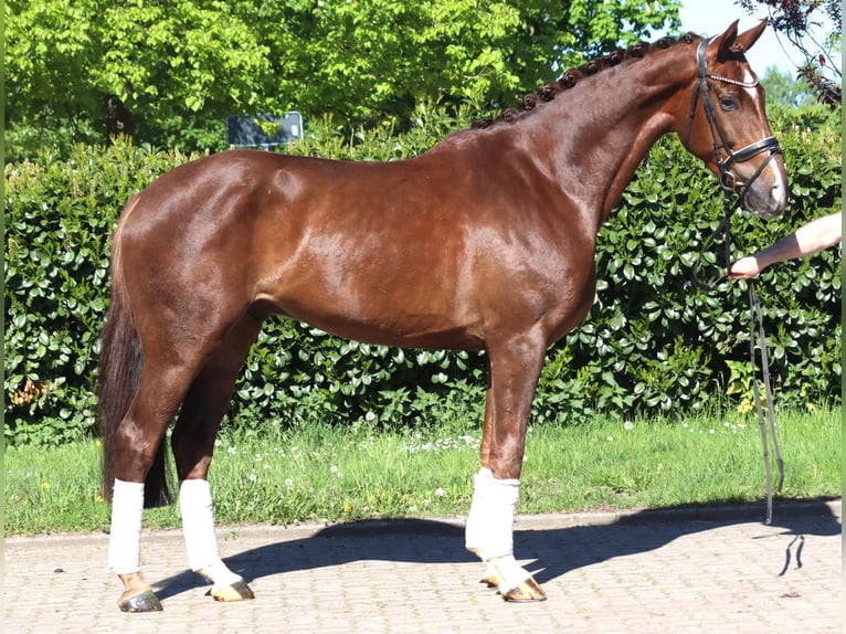 Hannover Castrone 5 Anni 168 cm Sauro scuro in Selsingen