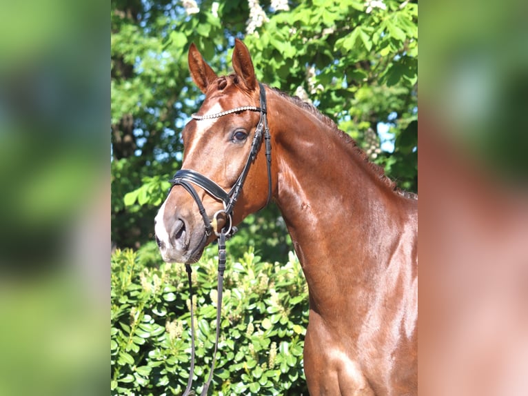 Hannover Castrone 5 Anni 168 cm Sauro scuro in Selsingen