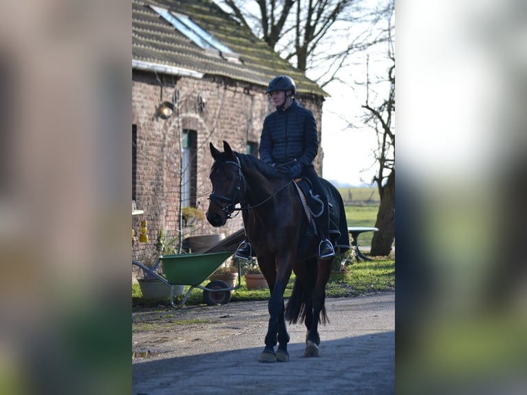 Hannover Castrone 5 Anni 169 cm Baio in Moers