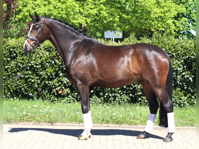 Hannover Castrone 5 Anni 169 cm Baio in Selsingen