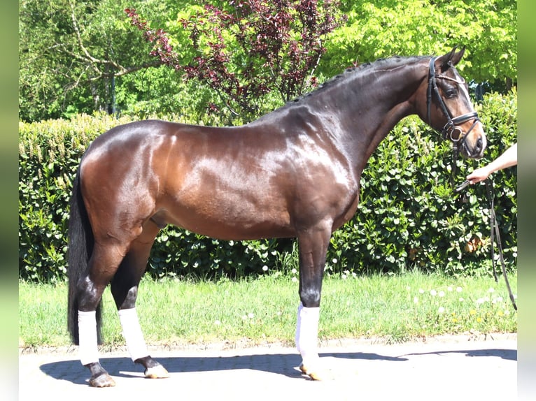 Hannover Castrone 5 Anni 169 cm Baio in Selsingen