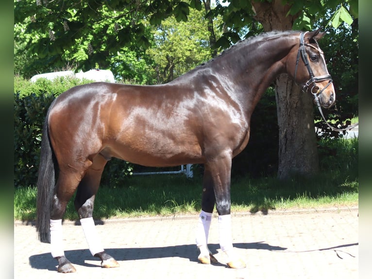 Hannover Castrone 5 Anni 169 cm Baio in Selsingen