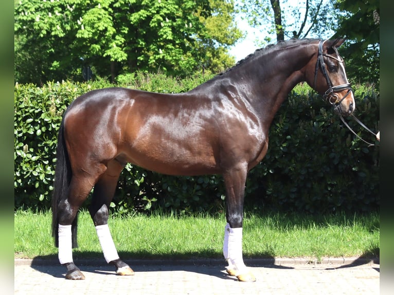 Hannover Castrone 5 Anni 169 cm Baio in Selsingen