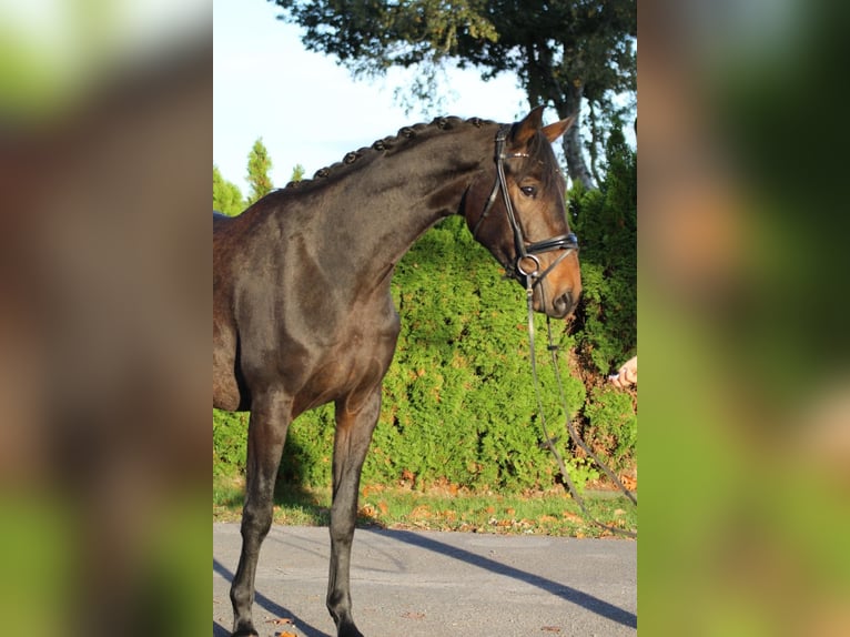 Hannover Castrone 5 Anni 169 cm Baio scuro in Fürstenau