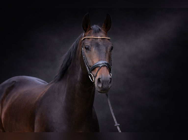 Hannover Castrone 5 Anni 169 cm Baio scuro in RodenbergApelern