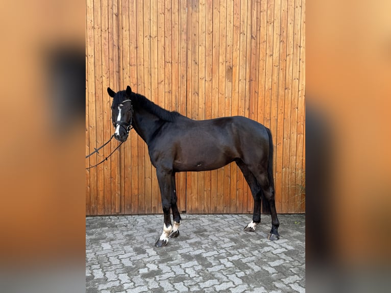 Hannover Castrone 5 Anni 169 cm Morello in Bremervörde