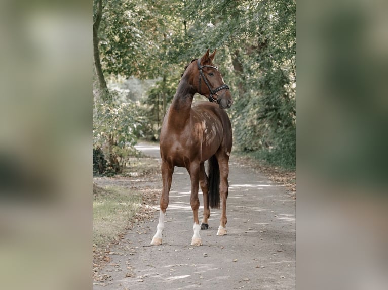 Hannover Castrone 5 Anni 169 cm Sauro scuro in Hohenbrunn