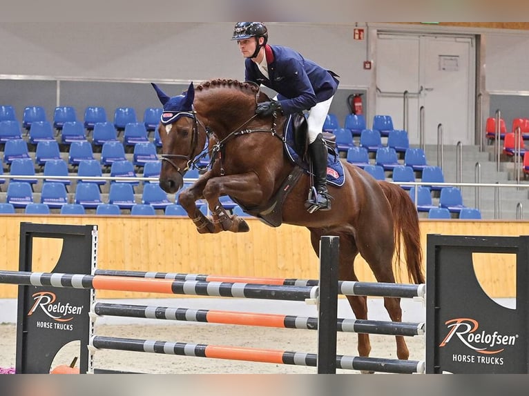 Hannover Castrone 5 Anni 169 cm Sauro scuro in Vechta