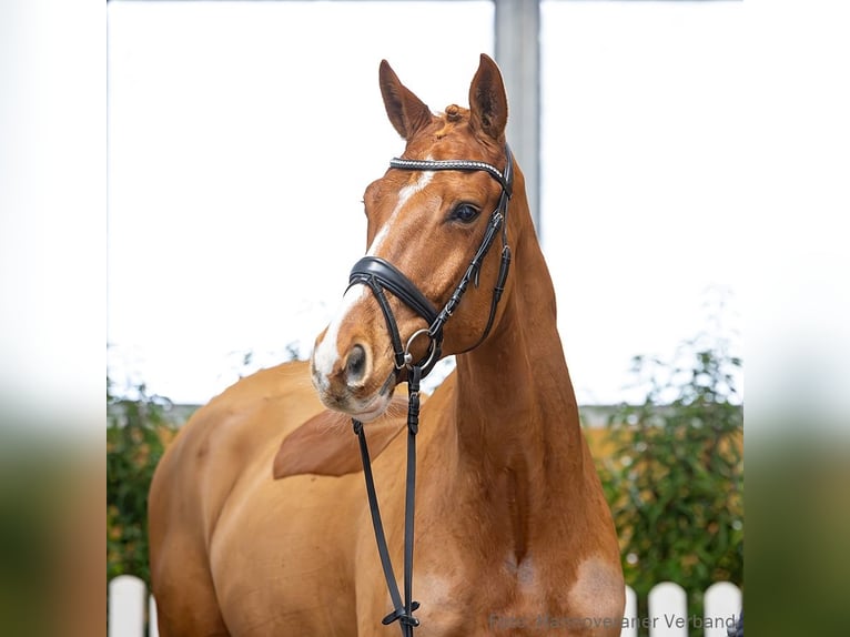 Hannover Castrone 5 Anni 169 cm Sauro scuro in Verden