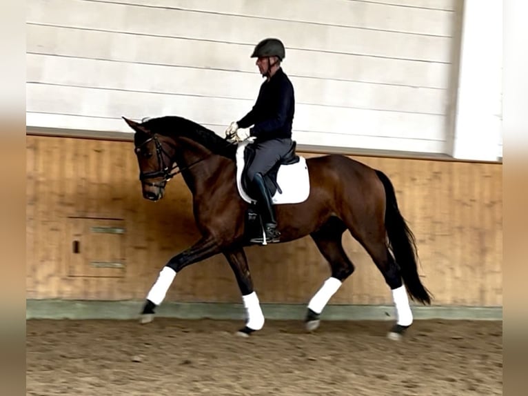 Hannover Castrone 5 Anni 170 cm Baio in Hoisdorf