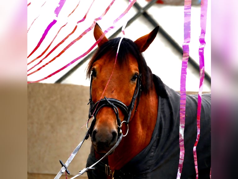 Hannover Castrone 5 Anni 170 cm Baio in Neuss