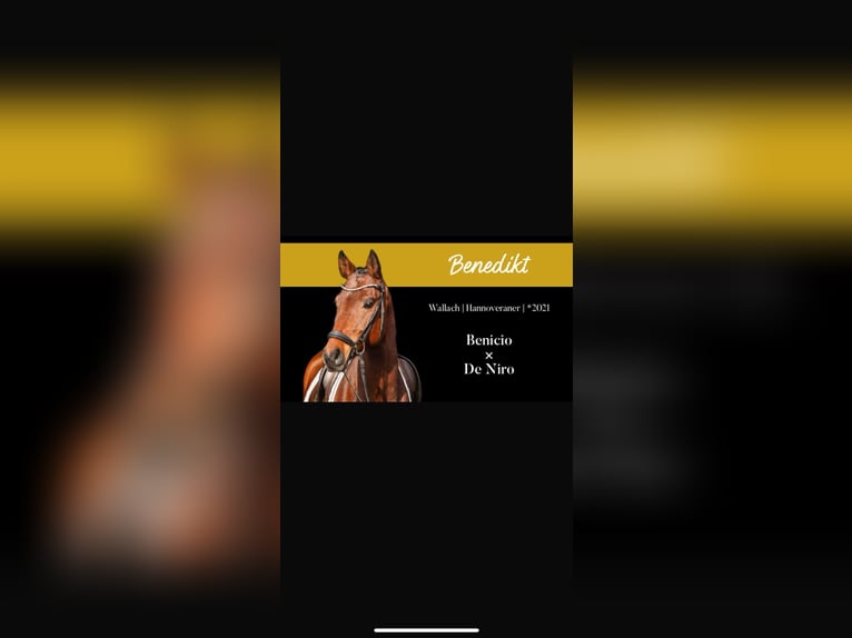 Hannover Castrone 5 Anni 170 cm Baio in Roßdorf