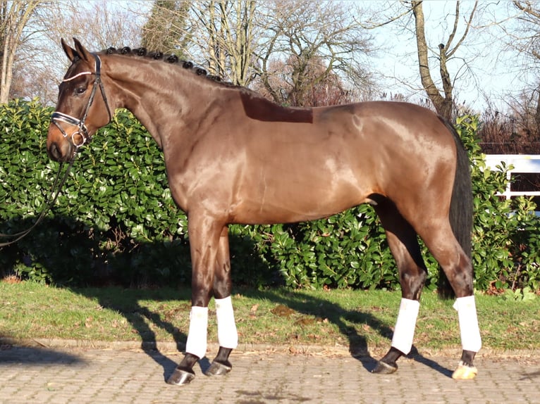 Hannover Castrone 5 Anni 170 cm Baio in Selsingen