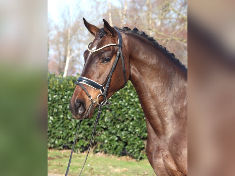 Hannover Castrone 5 Anni 170 cm Baio in Selsingen
